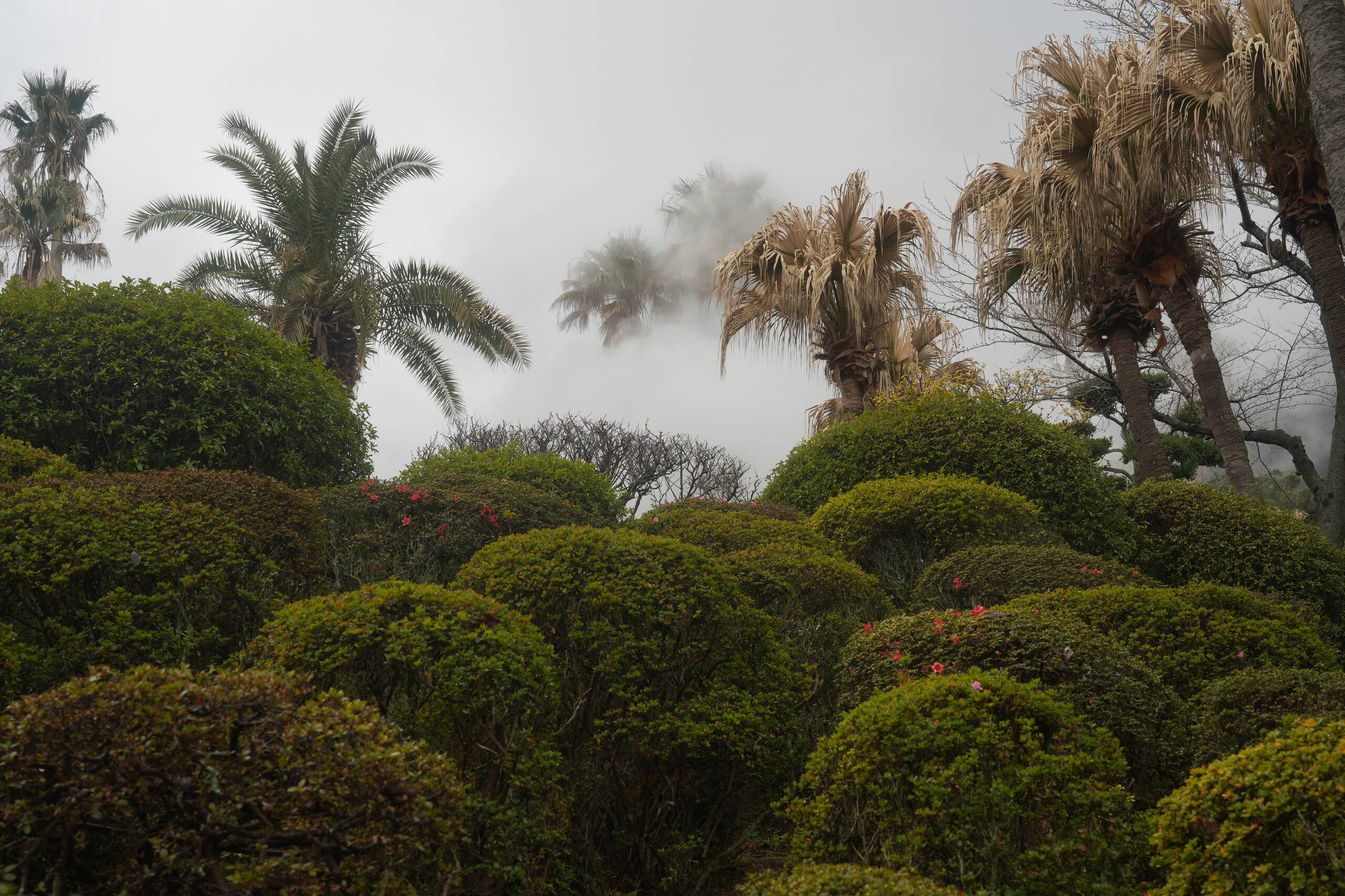 An image of botanical garden.